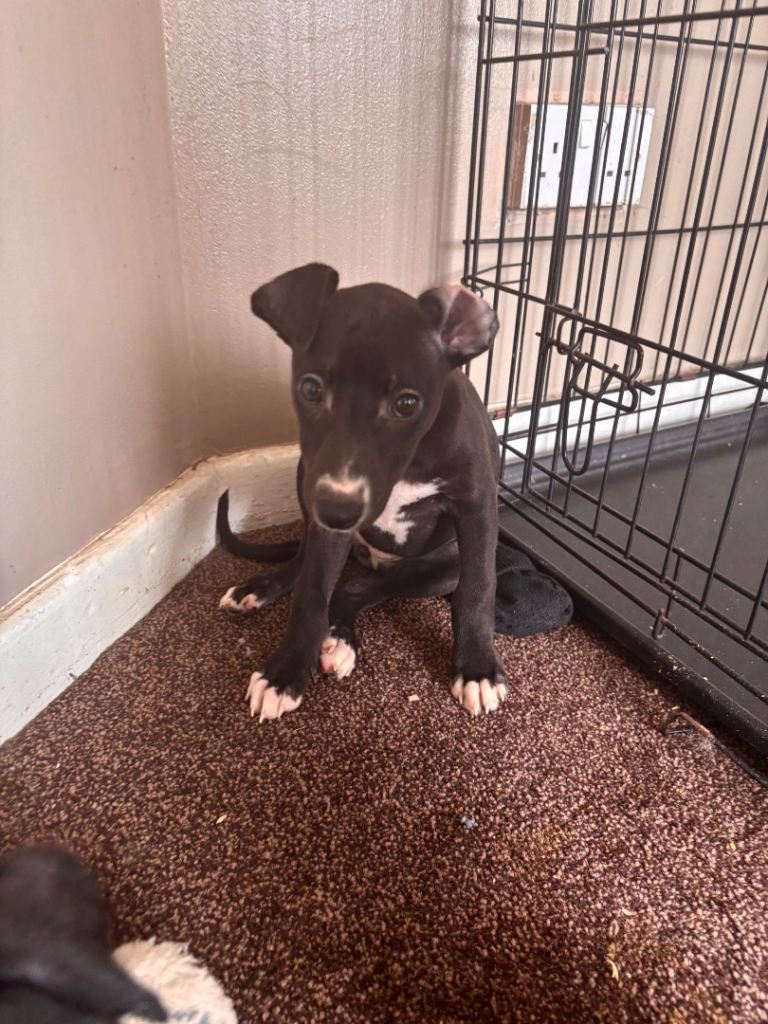 Whippet pups for sale 