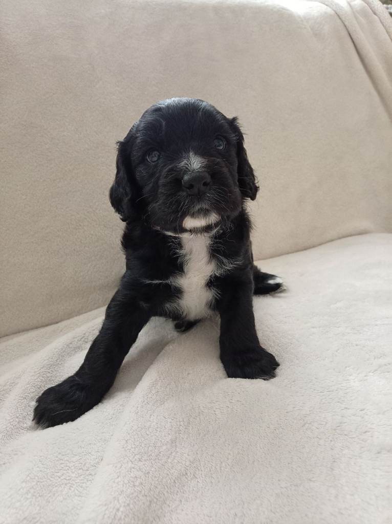 Springer/ cocker spaniel