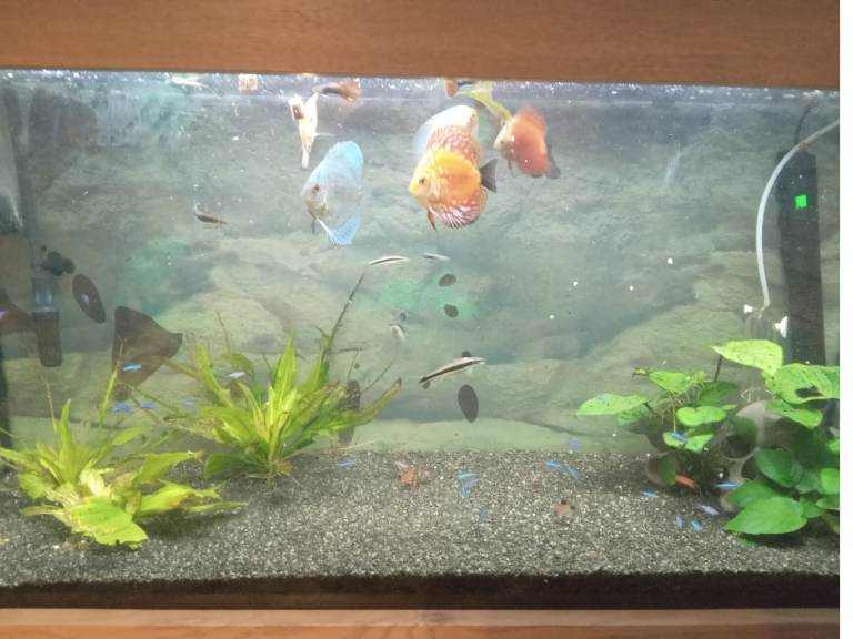 Discus aquarium 