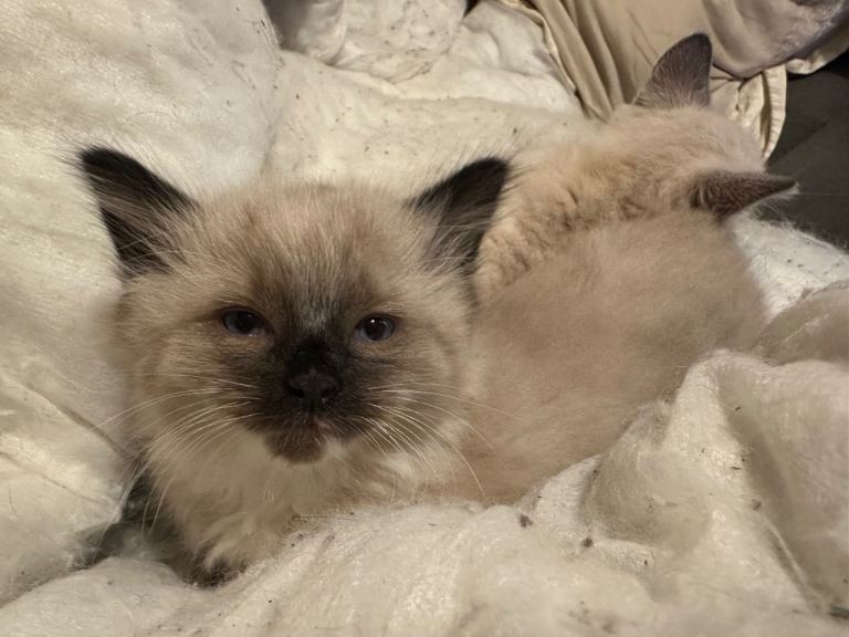 Only 2 ragdol cross kitten left :) ready for their forever homes 1 female and 1 male 