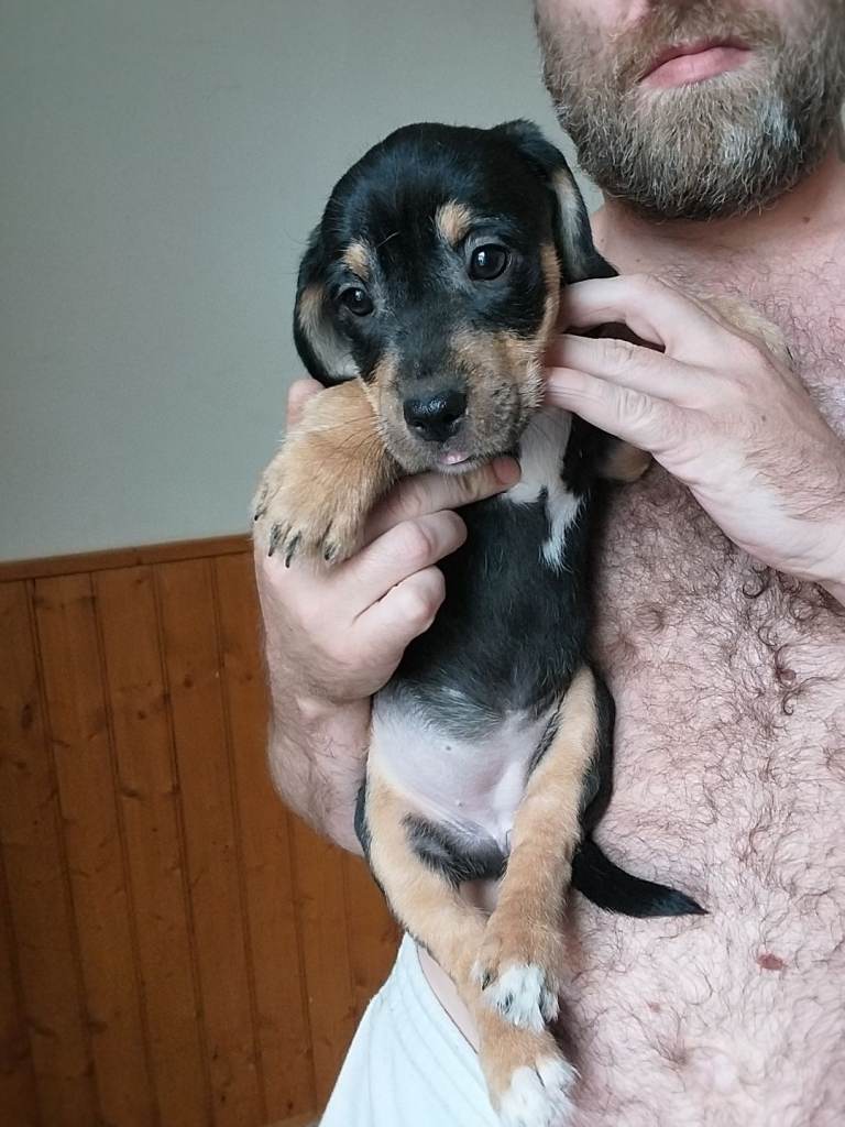9 of 10 puppies need homes ASAP