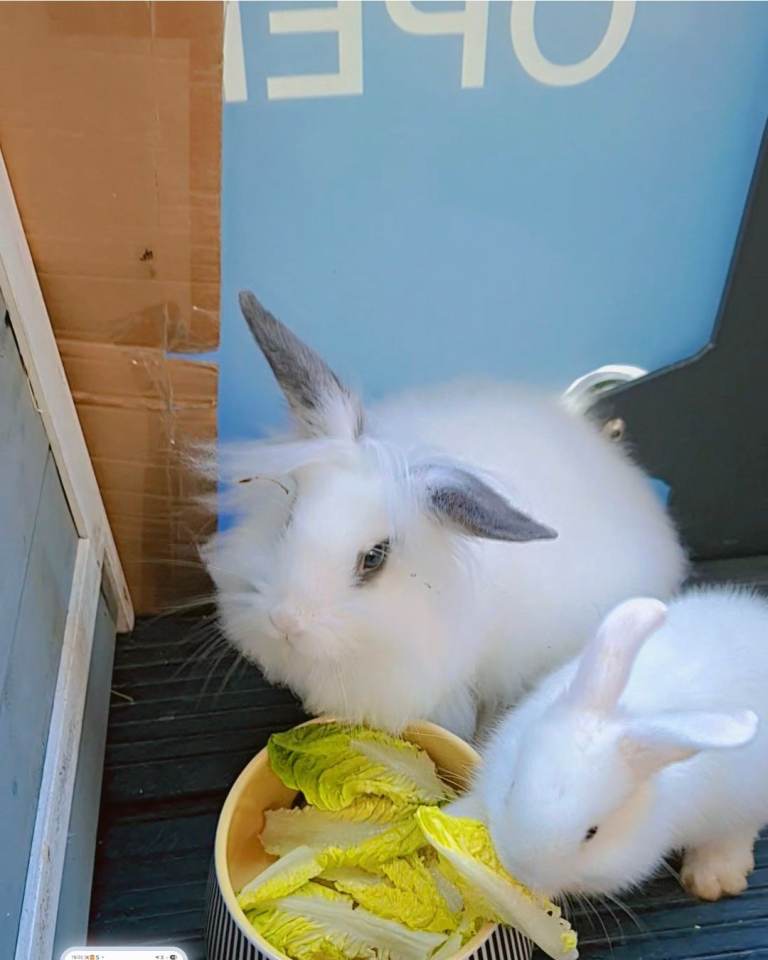 Bunnies 