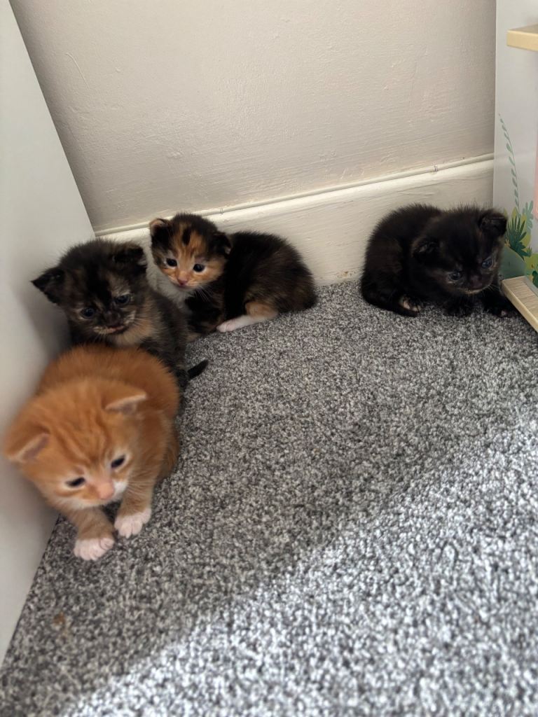 Kittens 