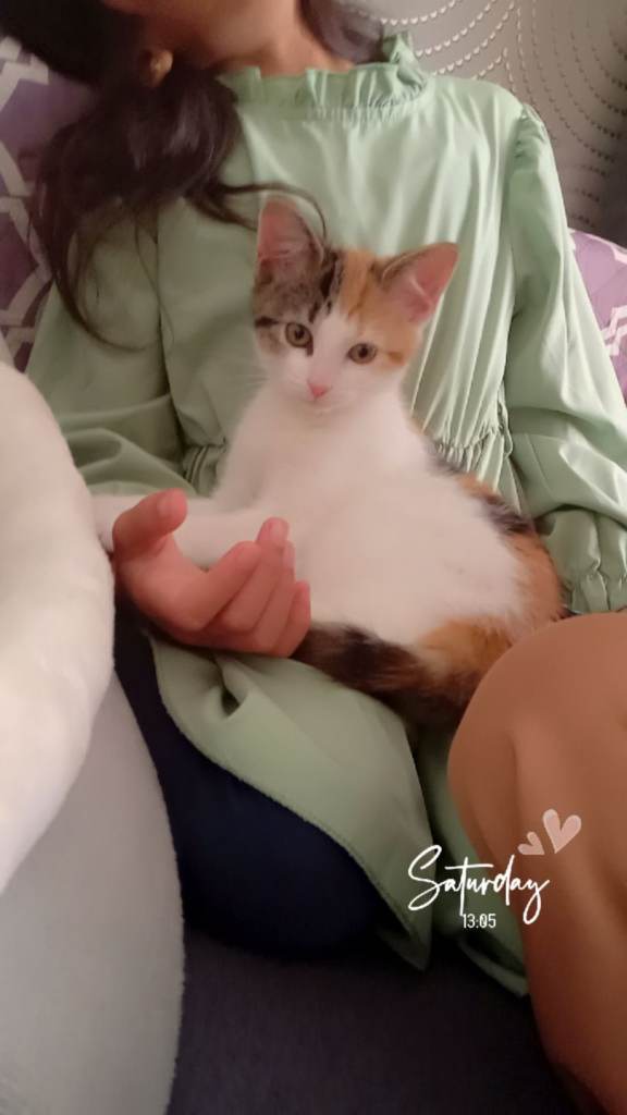 Beautiful White and brown Female cat