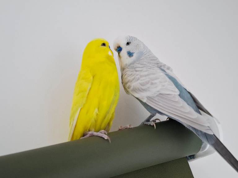 Budgies