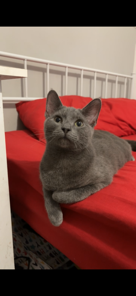 Adorable British Shorthair Mix Boy Kitten for Sale