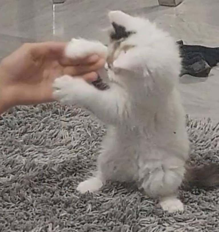 Beautiful fluffy long hair kittens