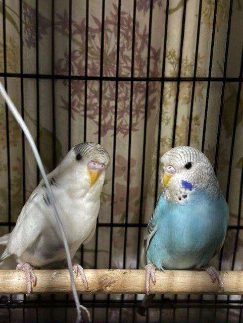 Beautiful budgies pair