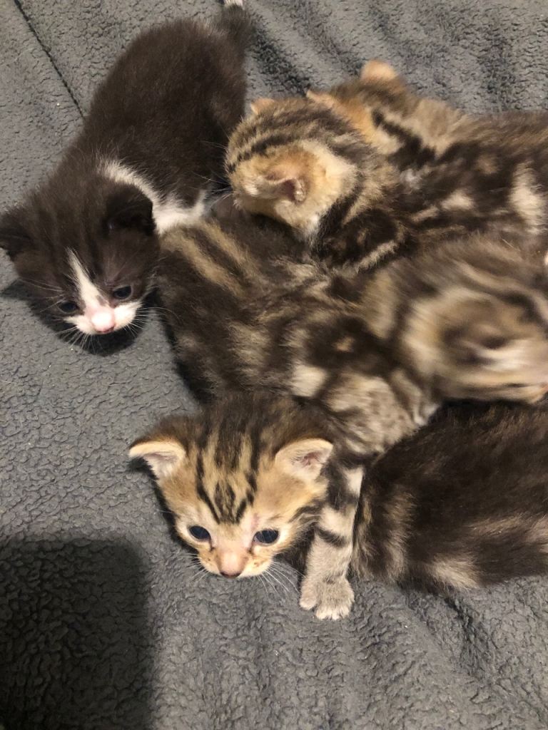 Kittens for sale 