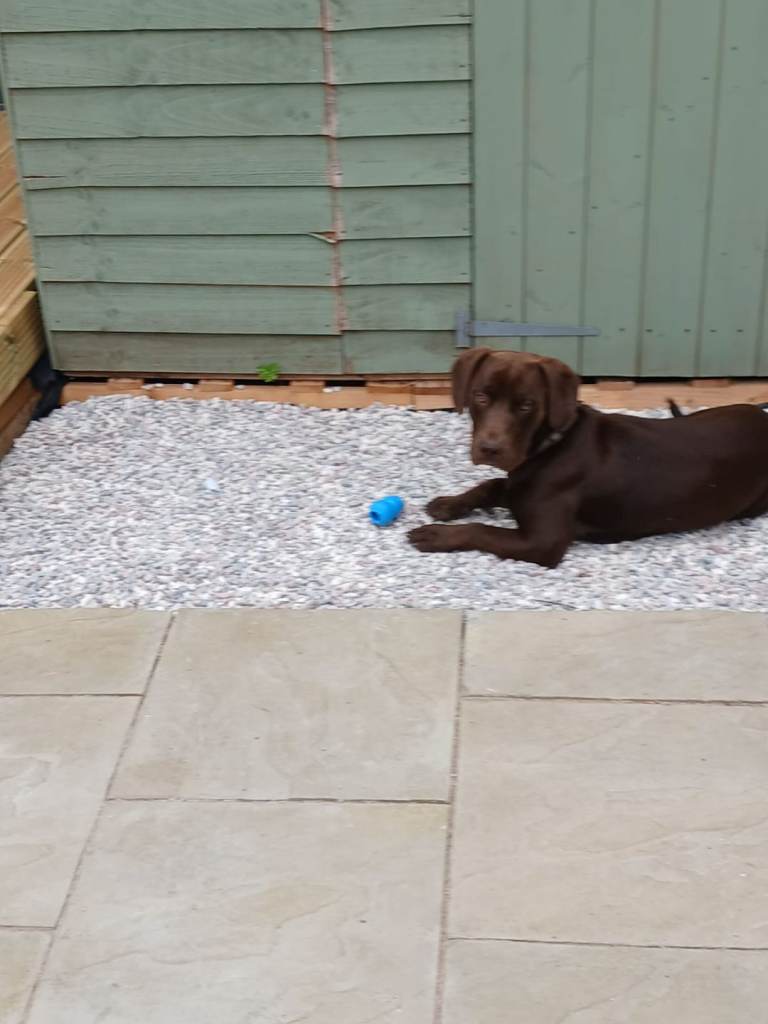 Puppy 