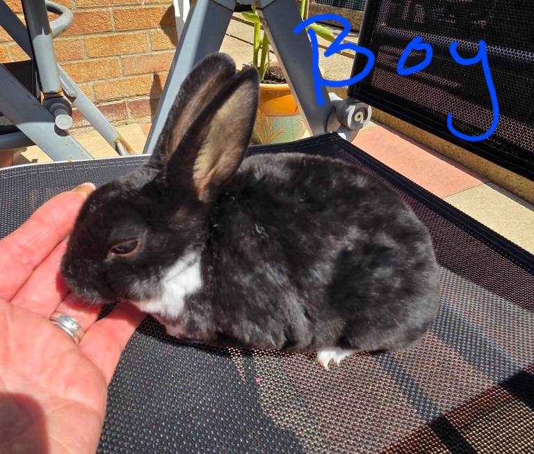 Rex Rabbits 