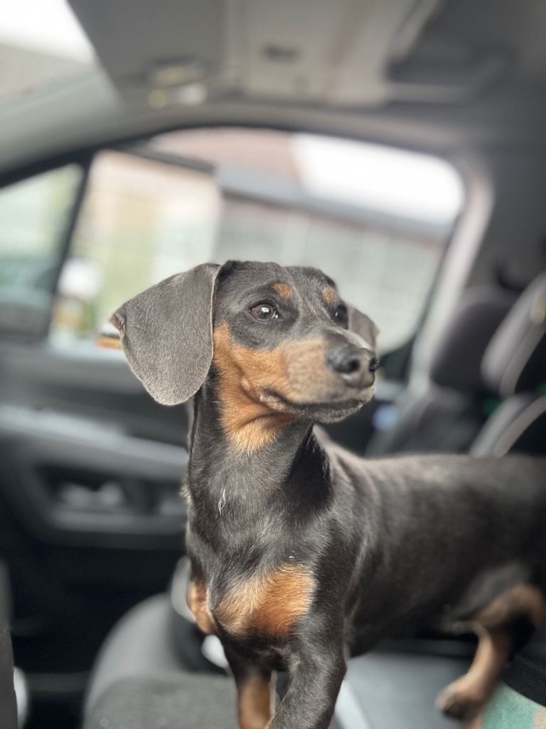 1 year old daschund for sale 