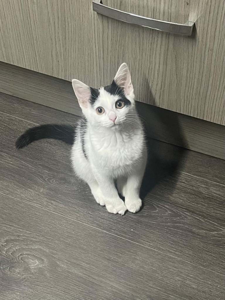 Kitten for£20