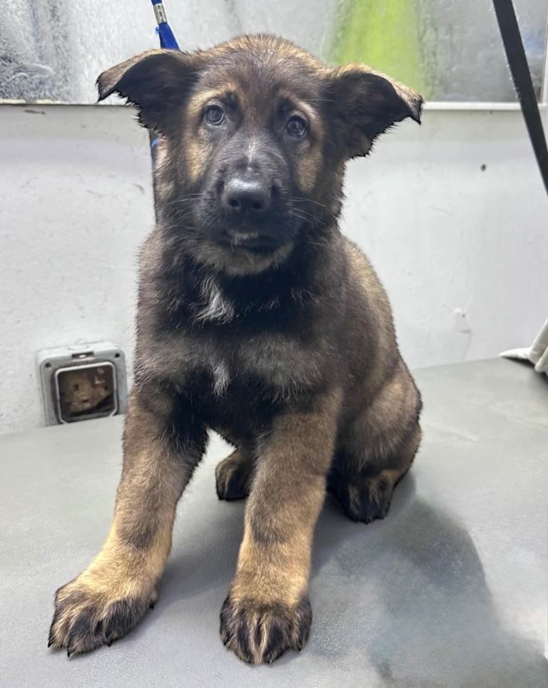 German shepherd Puppy 