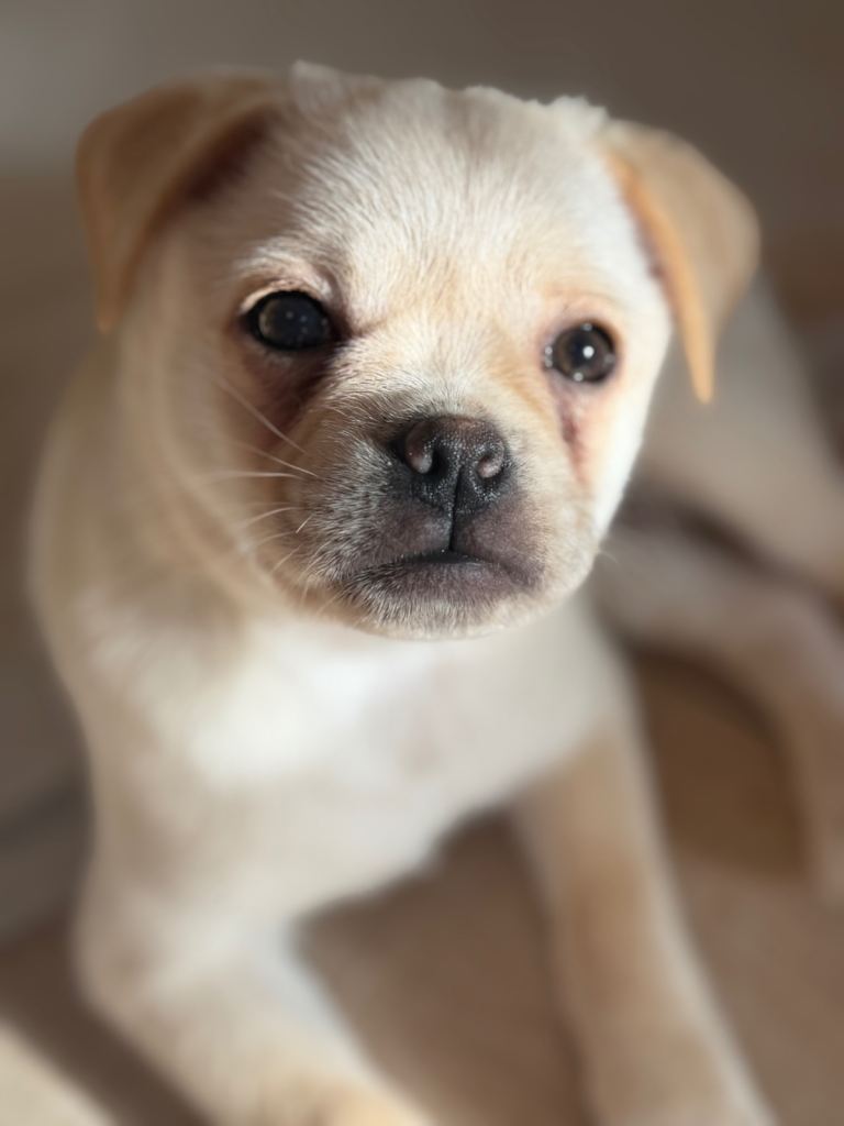 Pug x Pomeranian Puppies!