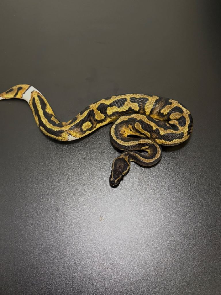 Royal python, ball python 
