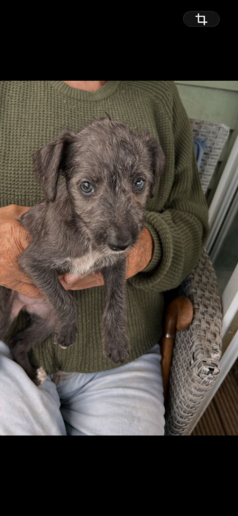Bedlington Whippet Puppies