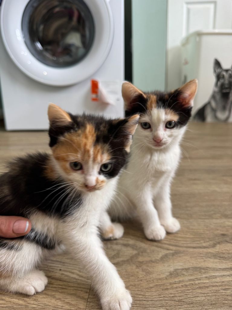 2 kittens 
