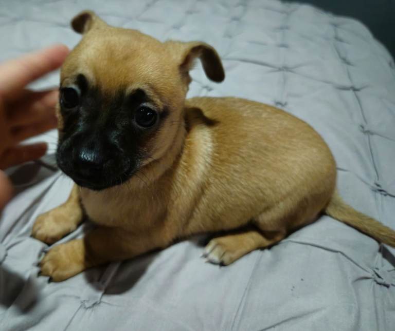 1 male chug puppy looking for forever home