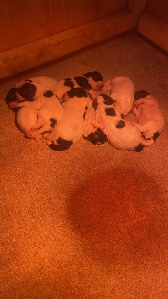 English springer spaniel 