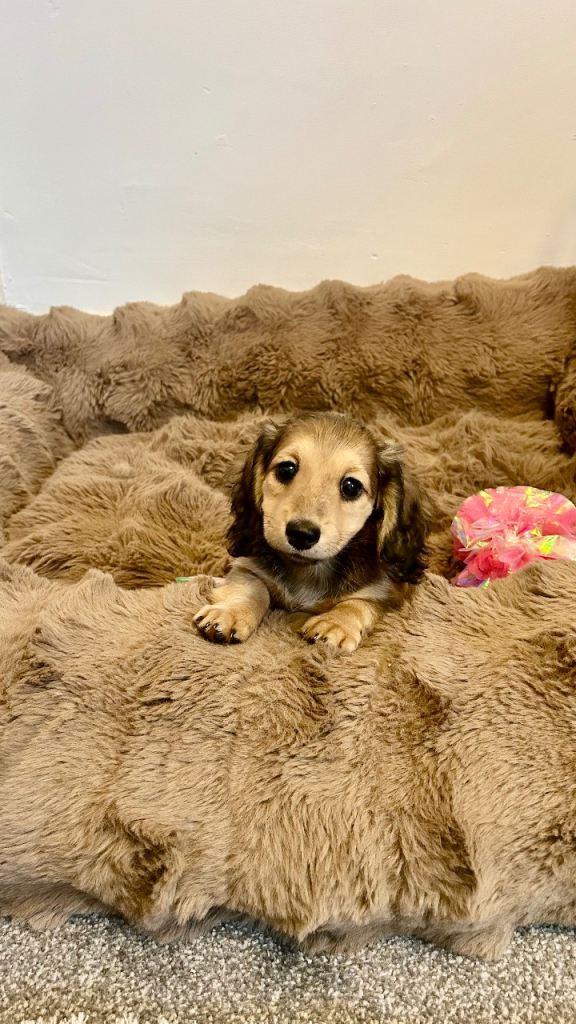 Beautiful shaded cream long haired dachshund 