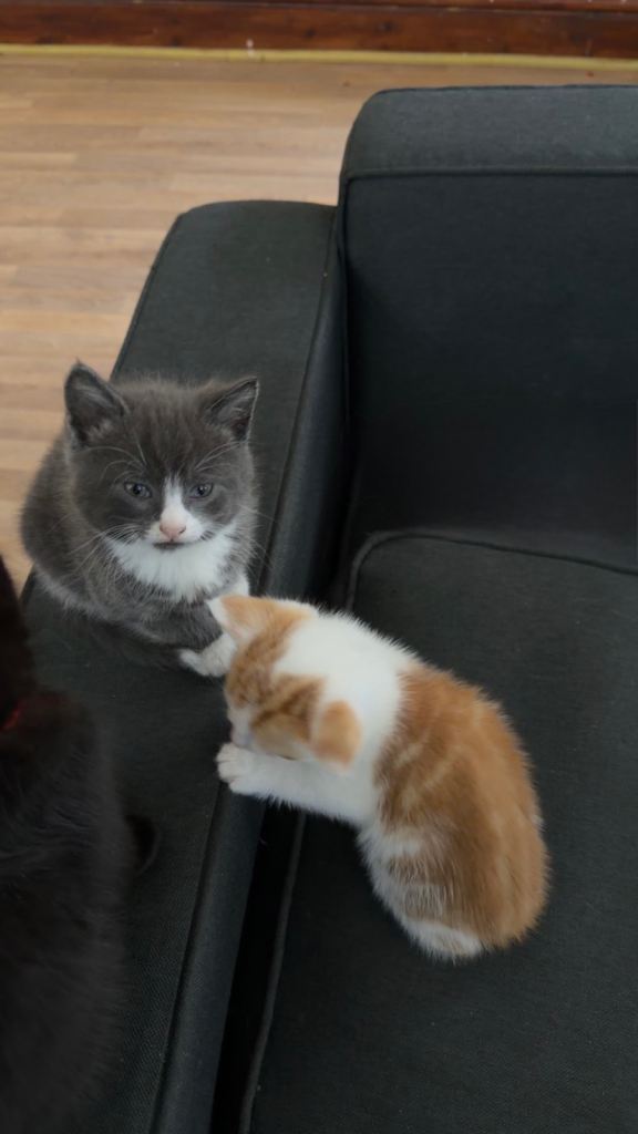 4 Mixed breed kittens 