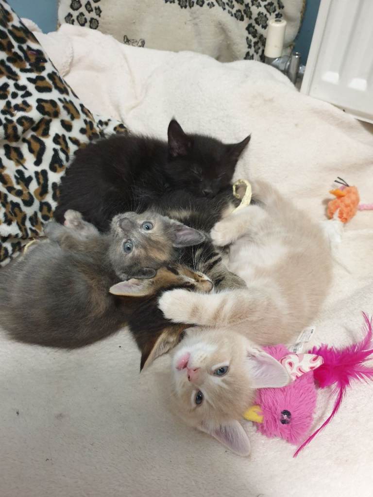 4 Maine Coon x British Shorthair kittens; ready soon