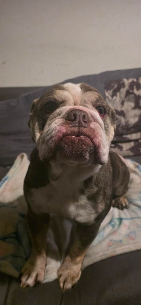Cookie The English Bulldog