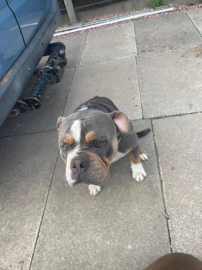 Old  timer, English bulldog 