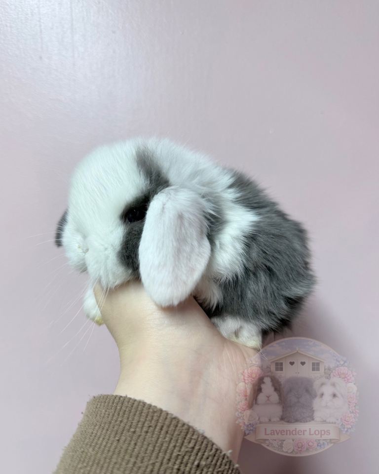 🌸 Purebred Mini Lops - Ready To Reserve 🌸 xxx