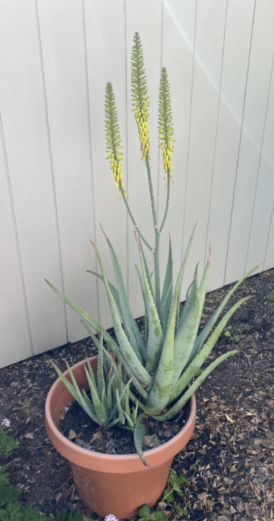 Large Aloe Vera Plant  – Yellow Flowers 