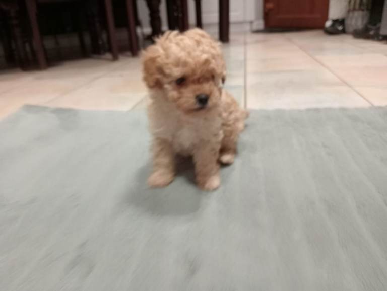 Toy poodle apricot female