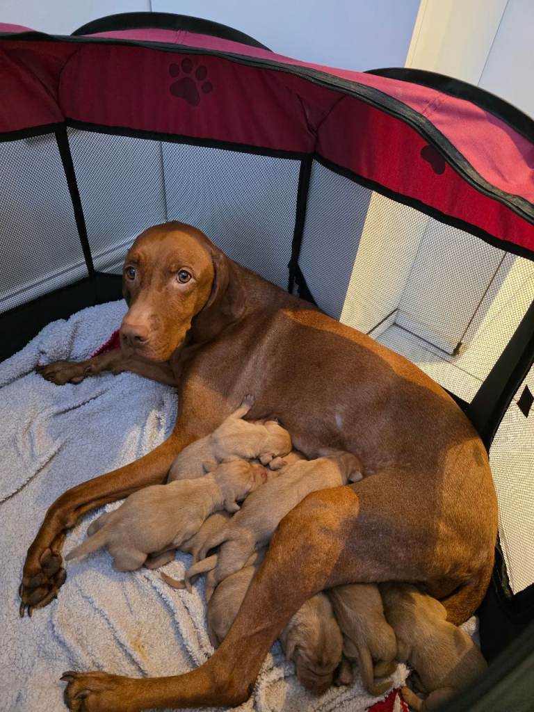 Beautiful Hungarian Vizsla Puppies Looking for Their Forever Homes! 