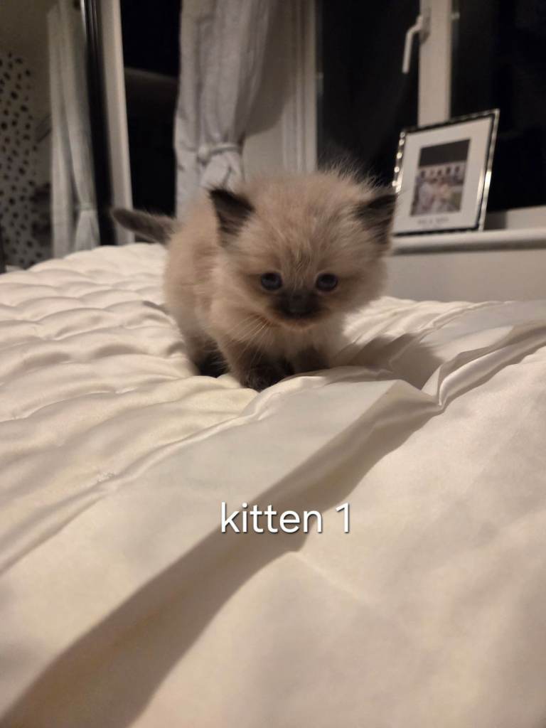 7 beautiful ragdoll kittens for sale