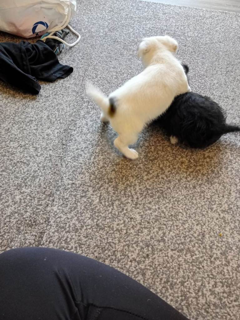 Jackapoos puppies 