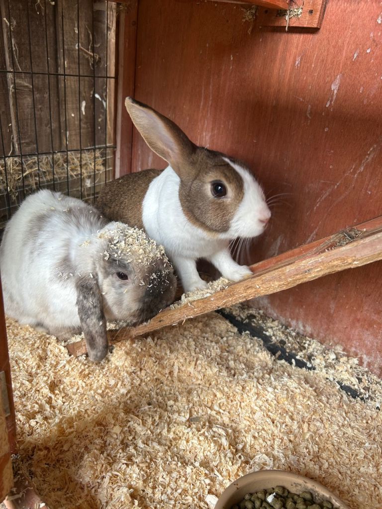 Rabbits need loving home
