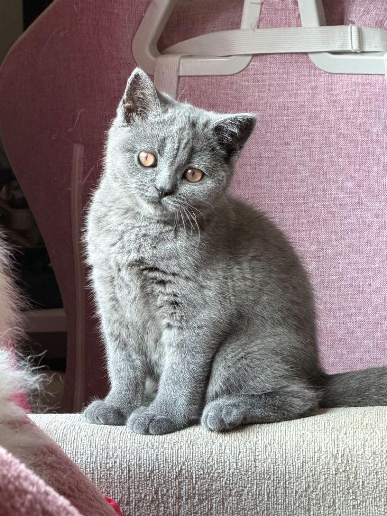 Our precious Violet looking to be rehomed 