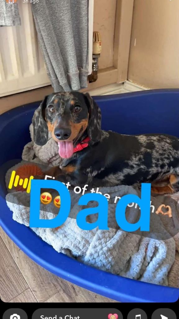 Dachshund puppies 