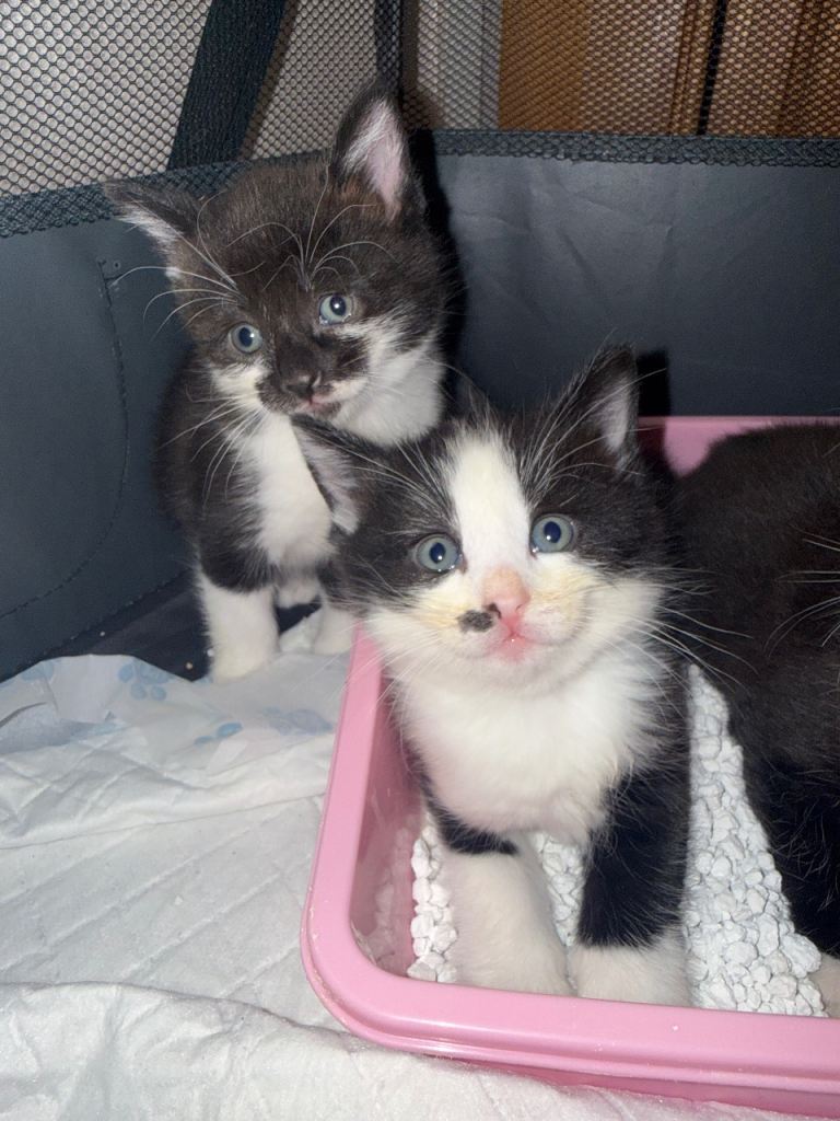 3 Beautiful Black & White kittens left 🐈‍⬛