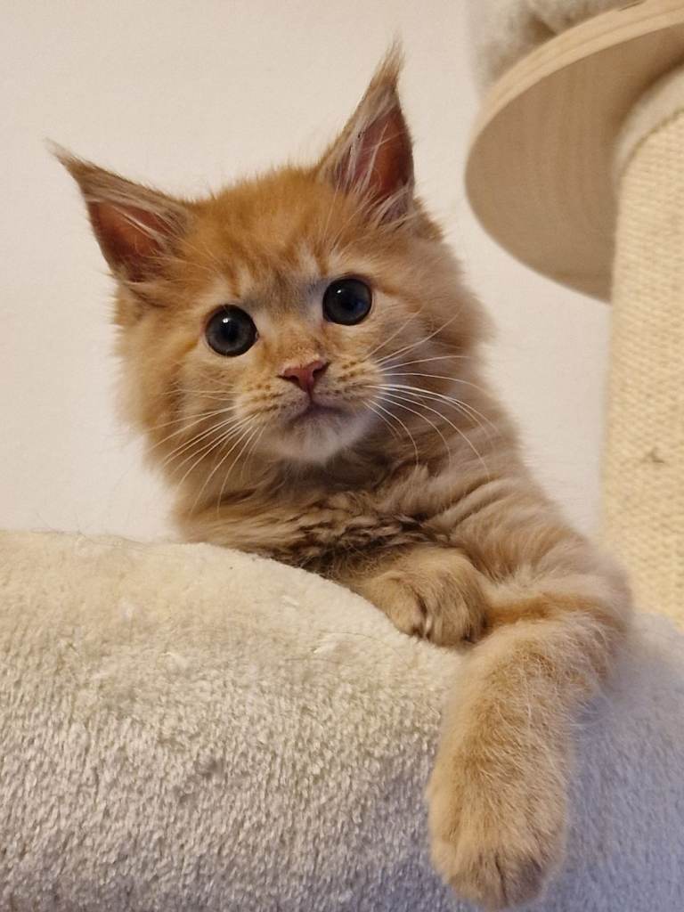 Cream maine coon girl in Bury