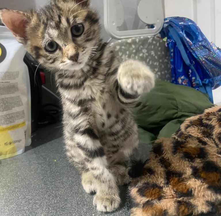 Coco is looking for a new home