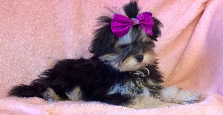 Exquisite F1 Phantom Tricolour Maltese x Toy Poodle Maltipoo Boy Puppy