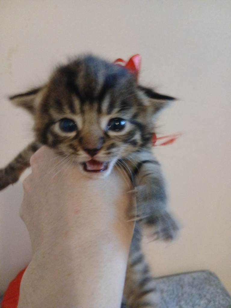 Blue Russian x bengal