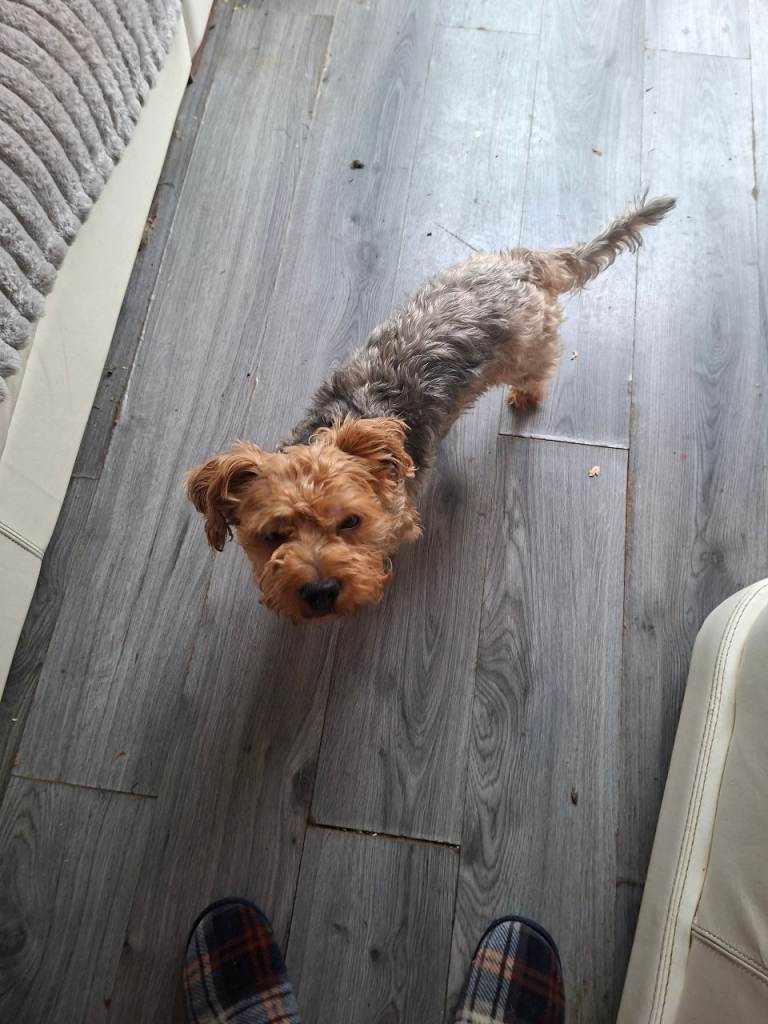Yorkshire terrier