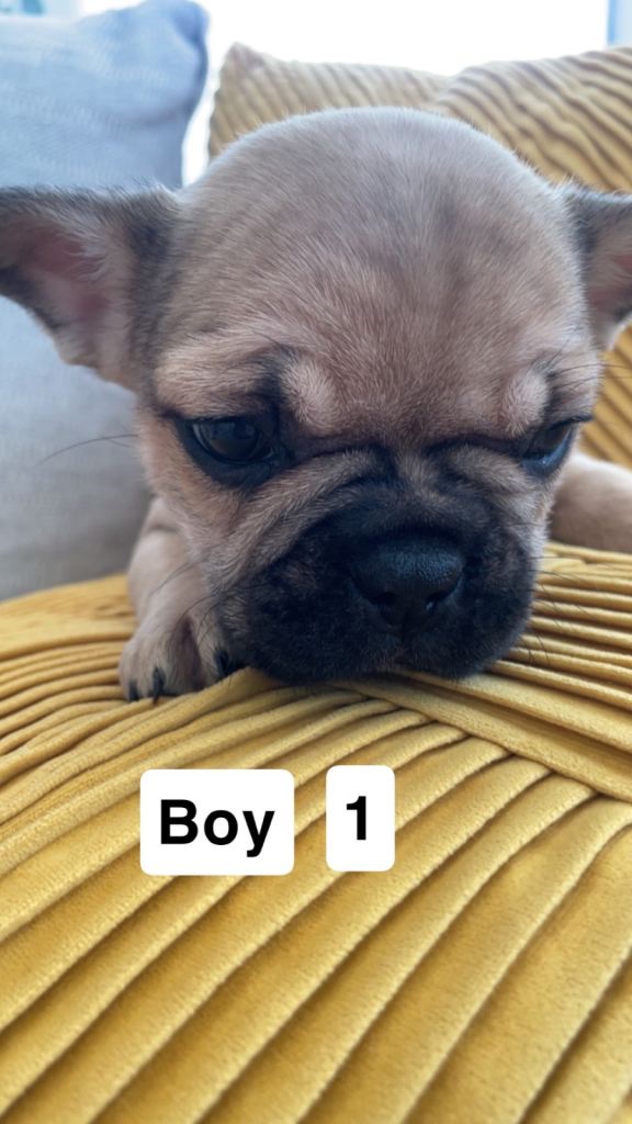 Ready now for there 4ever homes 