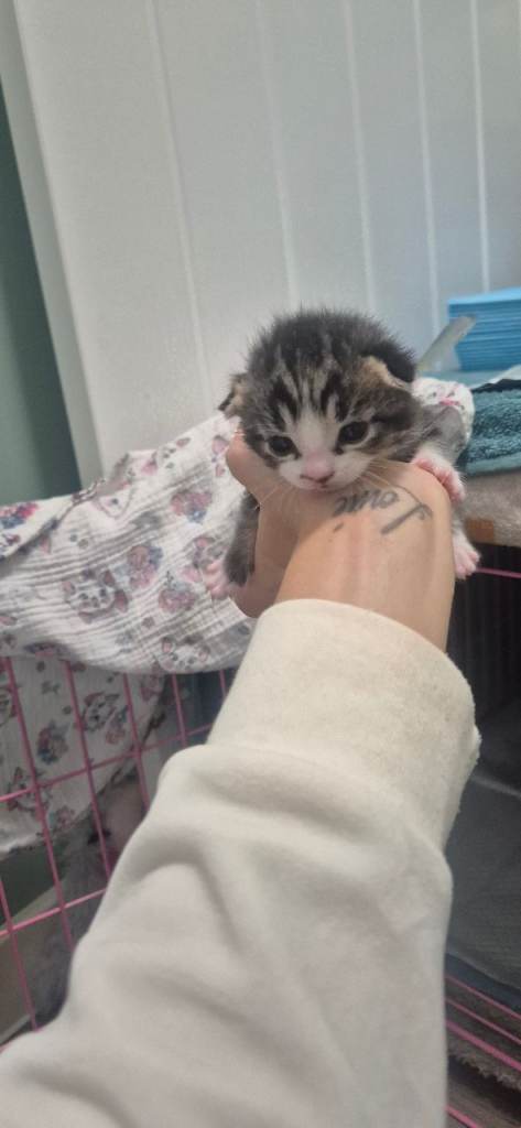 Mixed breed kittens