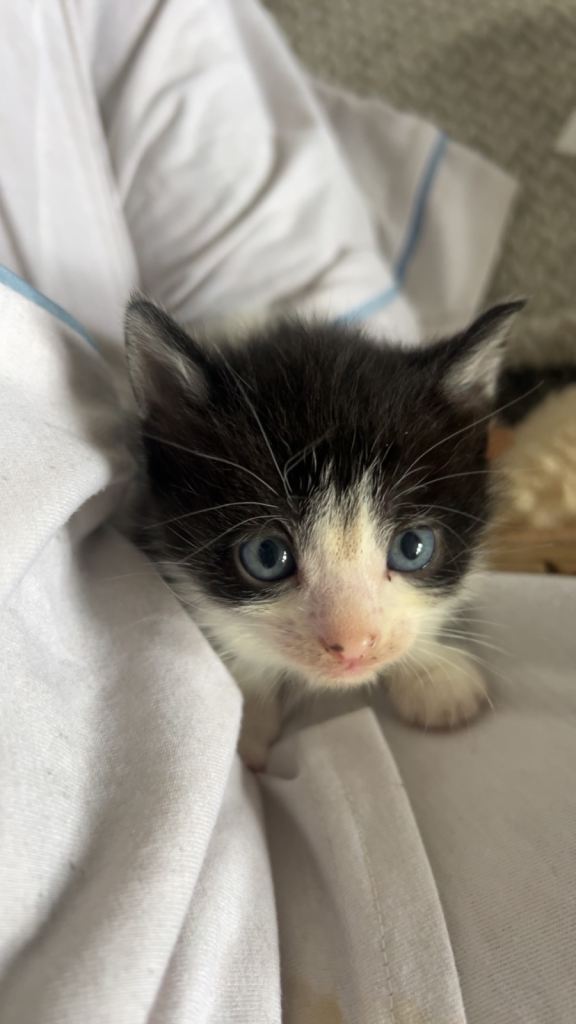 British shorthair Kittens 