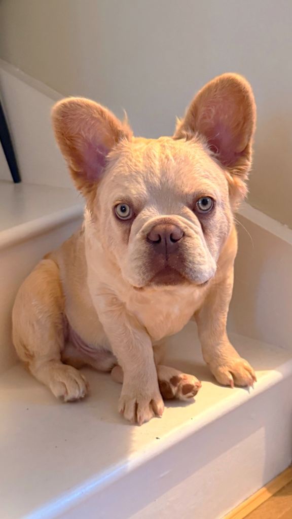 Fluffy/Puffy Frenchie