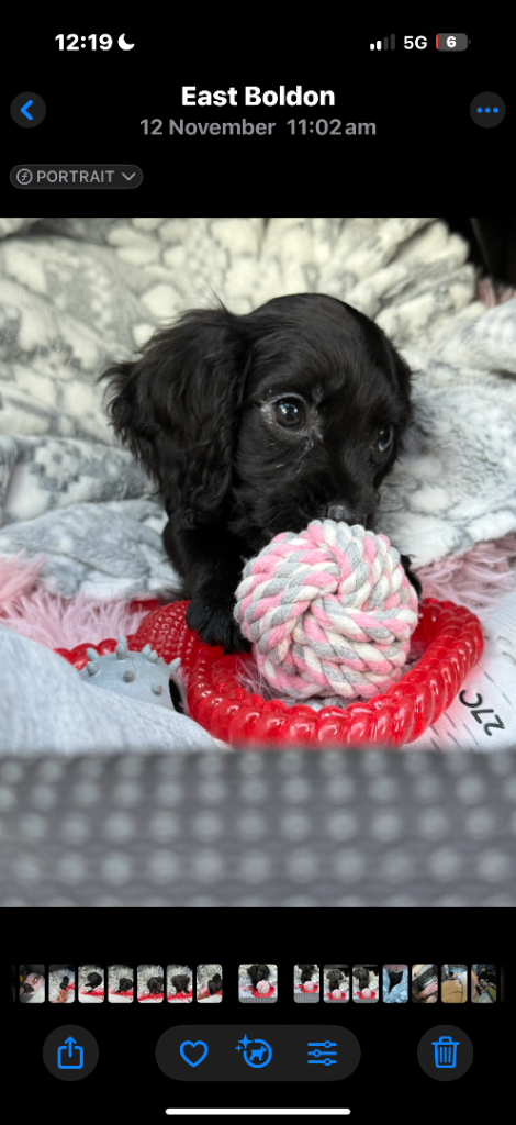 Black cocker spaniel 