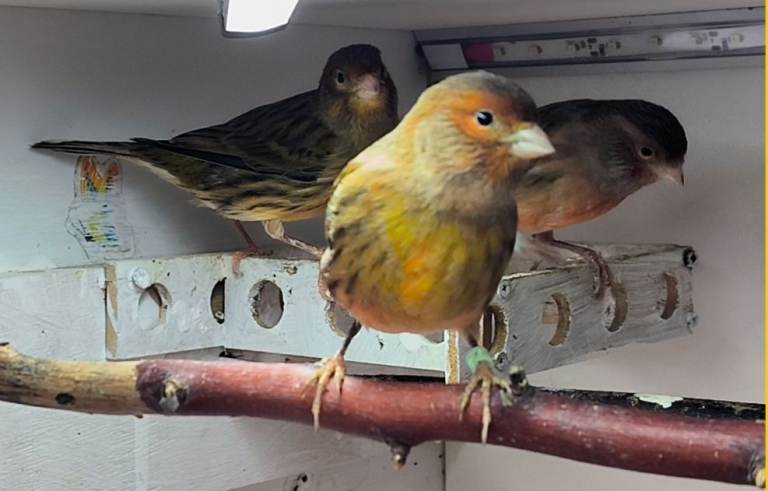 Young 2025 canaries in Taunton 